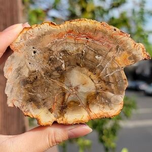SOLD ❌️ NEW 3.75" x 2.75" x 166G PETRIFIED WOOD SLAB